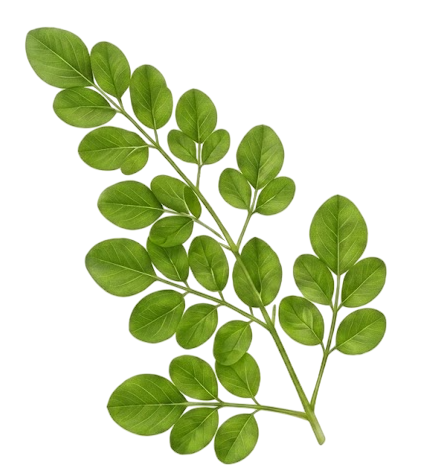 Moringa